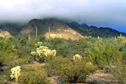 Organ Pipe National Monument