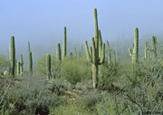 Saguaro cactus in fog